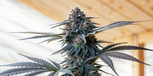 Dark purple cannabis cola closeup showcasing dense trichomes and vibrant pistils.