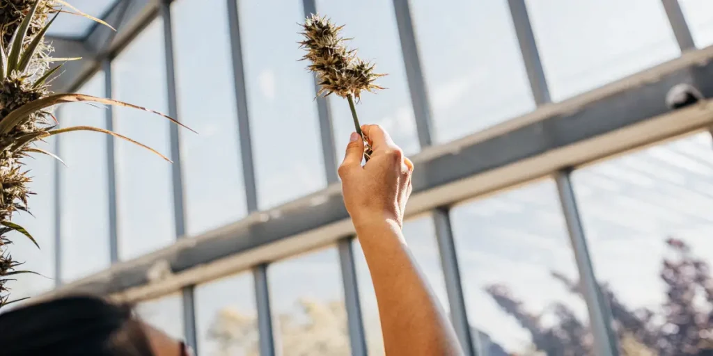 Examen d’un bourgeon de cannabis mature tenu à la main en serre, avec structure florale dense visible.