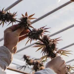 Examen de têtes de cannabis matures tenu à la main dans une serre avec feuilles aux teintes rouges.
