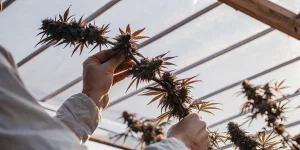 Examen de têtes de cannabis matures tenu à la main dans une serre avec feuilles aux teintes rouges.