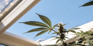 Feuille de cannabis verte avec des trichomes visibles en phase de floraison sous serre.
