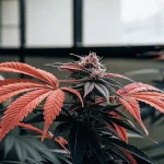Feuilles rouges de cannabis entourant un bourgeon apical en culture intérieure