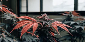 Feuilles rouges de cannabis entourant un bourgeon apical en culture intérieure