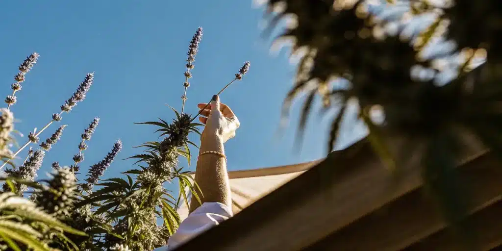 Fleur de cannabis violette observée en contre-plongée, tenue à la main sous un ciel bleu et une lumière naturelle intense.
