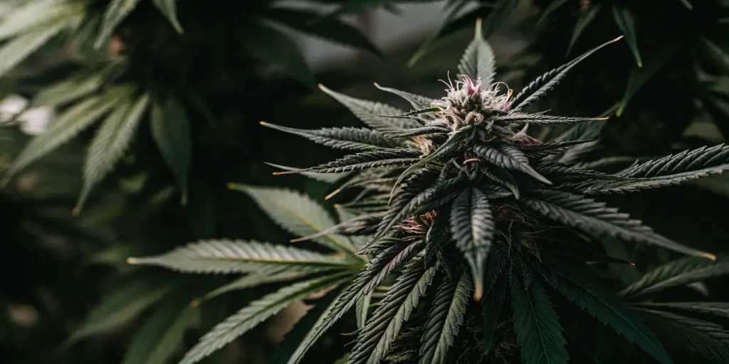 Frosty indoor cannabis bud macro shot highlighting trichomes and dark green leaves.
