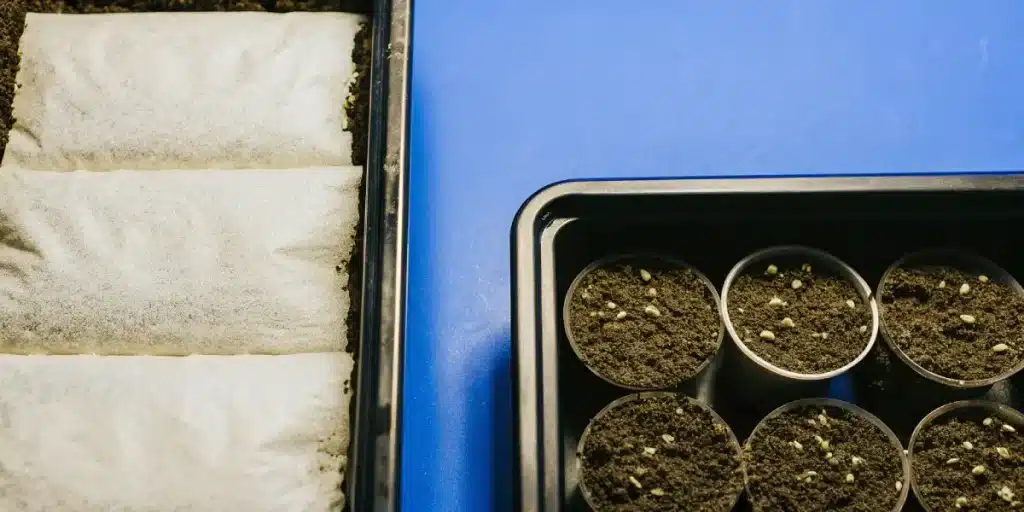 Germination cannabis graines substrat avec alvéoles remplies de terre et semences visibles.