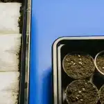 Germination cannabis graines substrat avec alvéoles remplies de terre et semences visibles.