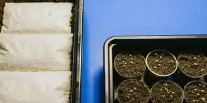 Germination cannabis graines substrat avec alvéoles remplies de terre et semences visibles.