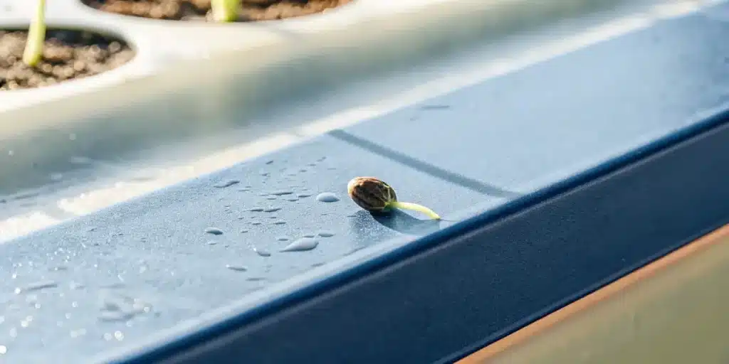 graine de cannabis germée avec radicule visible sur surface humide
