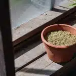 Pot en terre cuite rempli de graines de cannabis posé sur une étagère en bois dans une serre avec plante en arrière-plan
