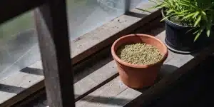 Pot en terre cuite rempli de graines de cannabis posé sur une étagère en bois dans une serre avec plante en arrière-plan