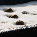 Graines de cannabis en cours de germination placées sur un substrat humide, partiellement enfouies et alignées pour favoriser une croissance uniforme.