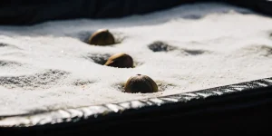 Graines de cannabis en cours de germination placées sur un substrat humide, partiellement enfouies et alignées pour favoriser une croissance uniforme.
