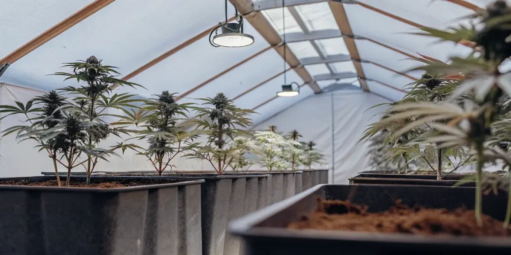 Cannabis plants growing in individual pots inside a greenhouse lit with overhead lamps.