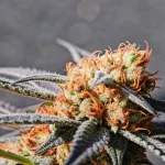 Gros plan d’un bourgeon de cannabis avec pistils orange et trichomes résineux brillant sous la lumière naturelle.
