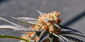 Gros plan d’un bourgeon de cannabis avec pistils orange et trichomes résineux brillant sous la lumière naturelle.