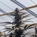 gros plan d’une plante de cannabis en pleine floraison cultivée sous serre avec lumière naturelle filtrée