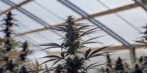 gros plan d’une plante de cannabis en pleine floraison cultivée sous serre avec lumière naturelle filtrée