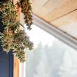 Gros plan sur une grappe de fleurs de cannabis en séchage suspendue près d’une fenêtre, avec des têtes résineuses et des pistils visibles.