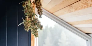 Gros plan sur une grappe de fleurs de cannabis en séchage suspendue près d’une fenêtre, avec des têtes résineuses et des pistils visibles.