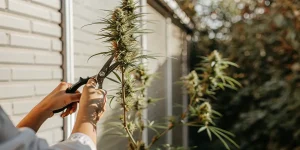 Hands using pruning shears to harvest a mature cannabis plant outdoors during the final flowering stage.