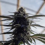 harzige cannabis-hauptblüte in nahaufnahme im gewächshaus mit ausgeprägten trichomen