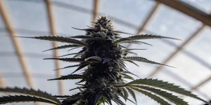 harzige cannabis-hauptblüte in nahaufnahme im gewächshaus mit ausgeprägten trichomen
