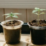 Jeunes plants de cannabis cultivés en intérieur sous lampes LED avec un substrat humide.