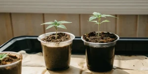 Jeunes plants de cannabis cultivés en intérieur sous lampes LED avec un substrat humide.