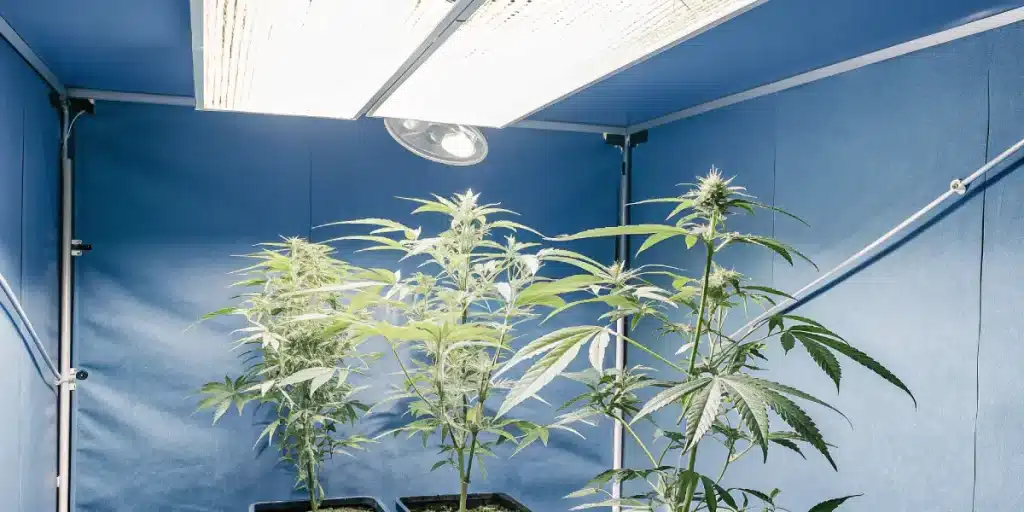culture de cannabis en intérieur sous lampes LED blanches dans une tente bleue