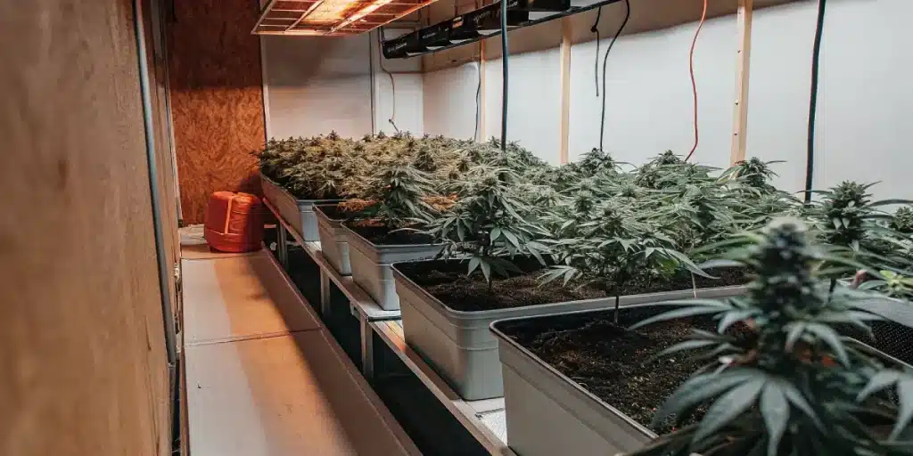 Indoor cannabis grow trays avec plusieurs pots alignés sous lampes LED chaudes.