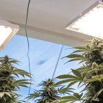 Indoor cannabis plants growing under bright LED grow lights in a controlled cultivation room.
