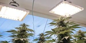 Indoor cannabis plants growing under bright LED grow lights in a controlled cultivation room.