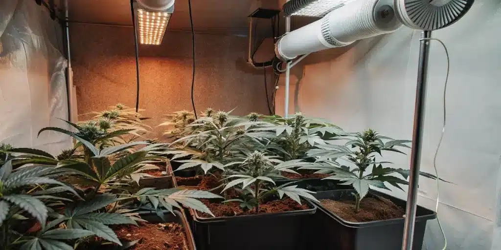 plantes de cannabis en floraison dans une tente de culture avec ventilation et éclairage chaud
