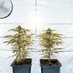 Deux plants de cannabis en pots dans une tente de culture blanche avec ventilateur.