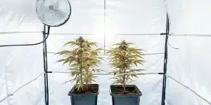 Deux plants de cannabis en pots dans une tente de culture blanche avec ventilateur.