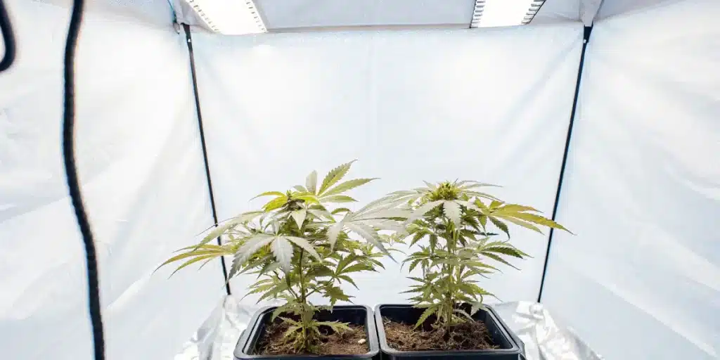 Indoor cannabis veg tent avec deux plants en croissance sous rampes LED blanches.