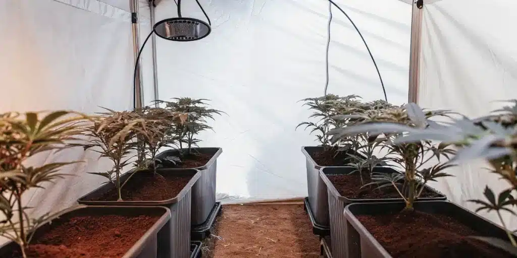 Cannabis plants in the vegetative stage growing in pots under LED lighting inside a grow tent.