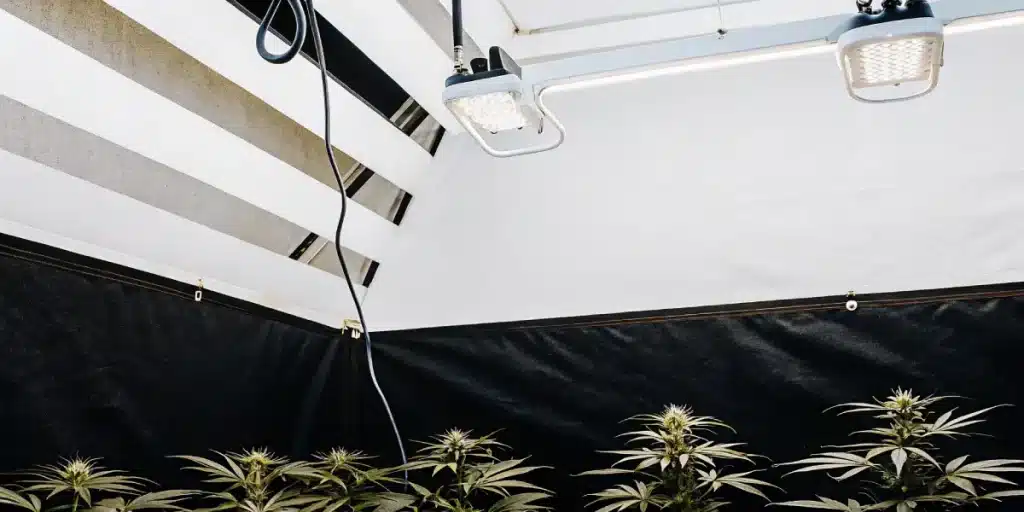 Indoor cultivation white structure avec plantes de cannabis sous lampes blanches modernes.