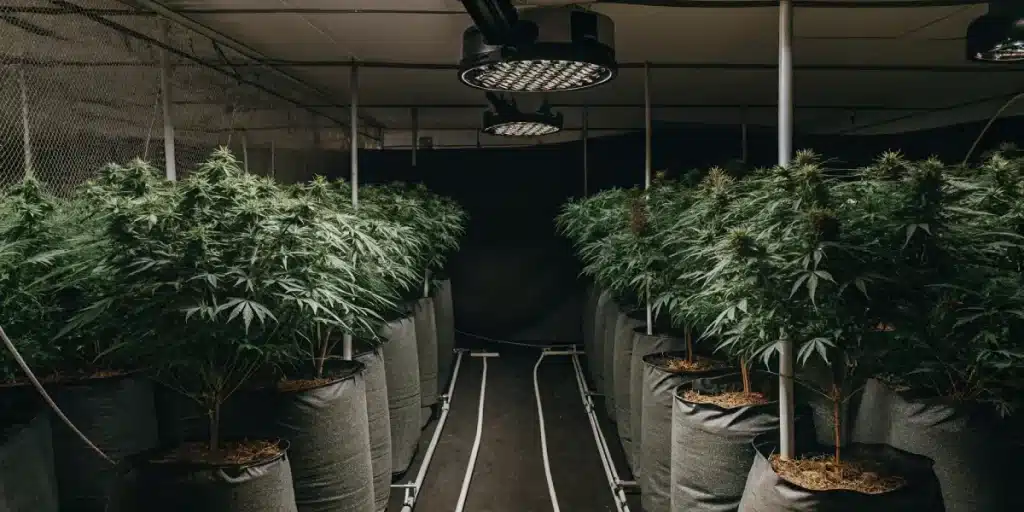 Indoor grow room dark lighting avec rangées de plantes de cannabis sous lampes LED suspendues.
