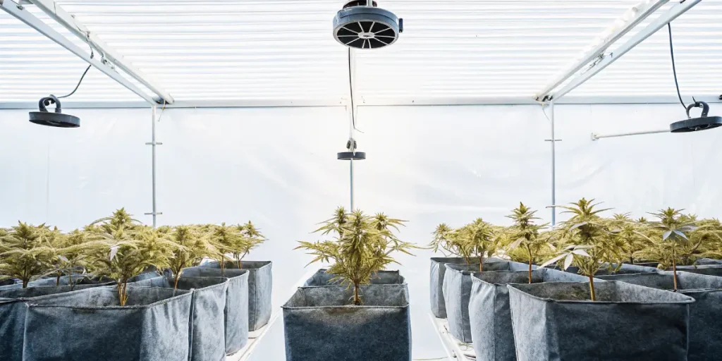 Indoor grow room fabric pots avec petites plantes de cannabis sous lumière blanche intense.