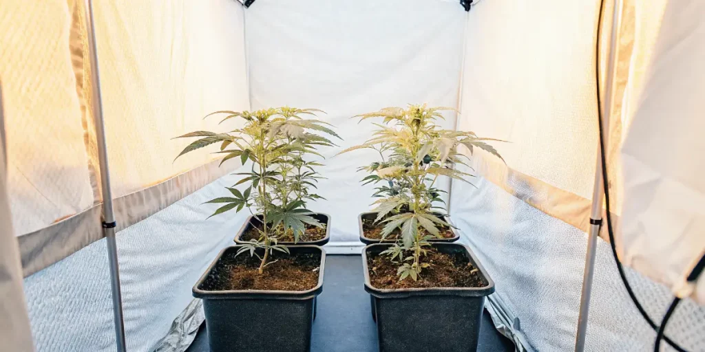 Four cannabis plants growing in an indoor grow tent with controlled lighting and fabric walls.