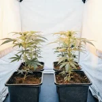 Four cannabis plants growing in an indoor grow tent with controlled lighting and fabric walls.