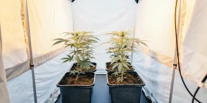 Four cannabis plants growing in an indoor grow tent with controlled lighting and fabric walls.