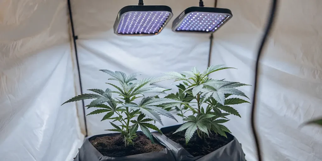 Indoor young cannabis plants LED avec deux jeunes plants éclairés par panneaux LED violets.