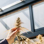 Inspection d’une tête de cannabis tenue à la main en serre, avec fleurs mûres et pistils visibles.
