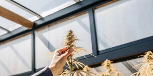 Inspection d’une tête de cannabis tenue à la main en serre, avec fleurs mûres et pistils visibles.