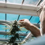 Un cultivateur observe de près une plante de cannabis en serre, manipulant délicatement le bourgeon apical afin d’évaluer le développement des fleurs et la qualité de la culture sous environnement contrôlé.