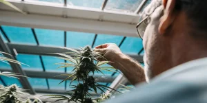 Un cultivateur observe de près une plante de cannabis en serre, manipulant délicatement le bourgeon apical afin d’évaluer le développement des fleurs et la qualité de la culture sous environnement contrôlé.