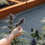 Main humaine inspectant délicatement une plante de cannabis aux fleurs violettes en pleine croissance, cultivée en extérieur sous la lumière naturelle.